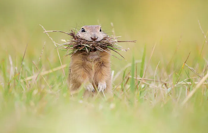 Award-Winning Photographer's Work Shows What Happens In Nature When The Animals Are Alone And At Peace (30 New Pics)