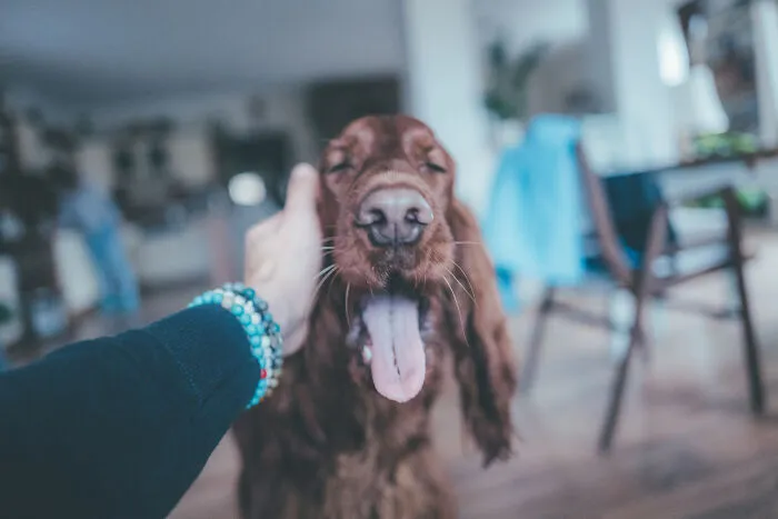 My Life With Baloo (19 Pics)