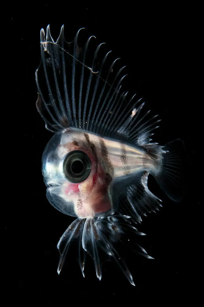 ‘Japanese Manefish’ By Keigo Kawamura (Japan), 2nd Place In 'Portraits'