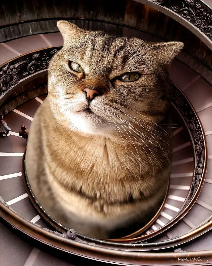 This Artist Uses Photoshop To Create Surreal Giant Cat Landscapes, Here Are His Best 30 Edits