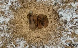 This Sleeping Boar Family Is The Cutest Thing You'll See Today