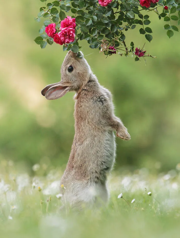 Award-Winning Photographer's Work Shows What Happens In Nature When The Animals Are Alone And At Peace (30 New Pics)