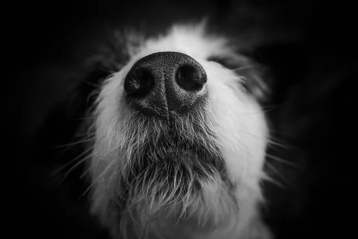 43 People Share How They Accidentally Conditioned Their Pets To Learn Unusual Skills Or Habits