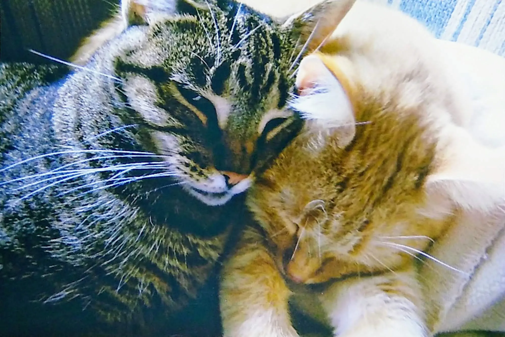 Sibling Love