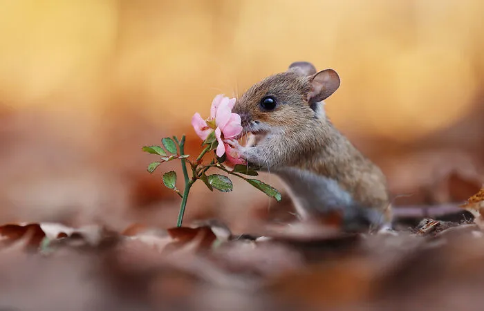 Award-Winning Photographer's Work Shows What Happens In Nature When The Animals Are Alone And At Peace (30 New Pics)