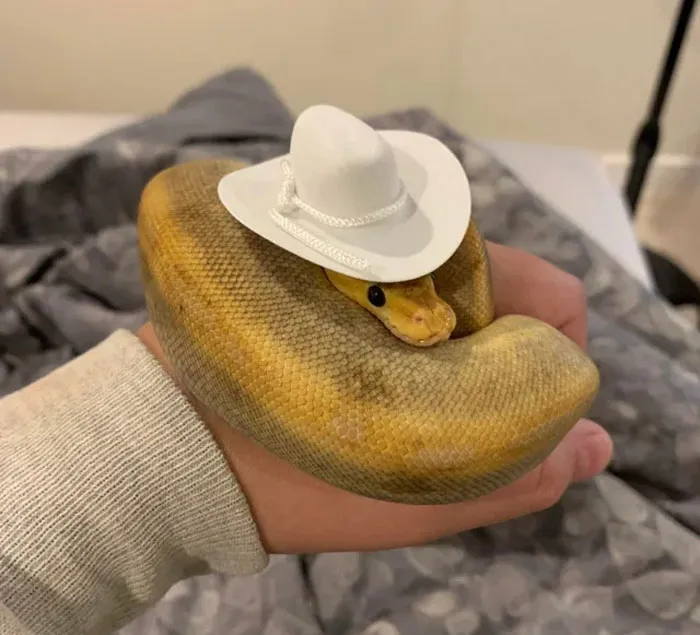  "Howdy Partner"
