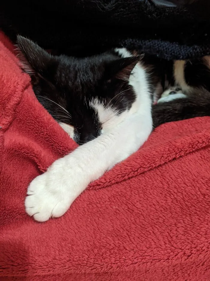 Vuzlin Sleeping