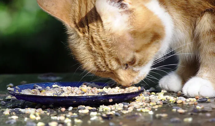 25 Personas comparten cómo condicionaron sin querer a sus mascotas para que aprendieran hábitos o trucos inusuales