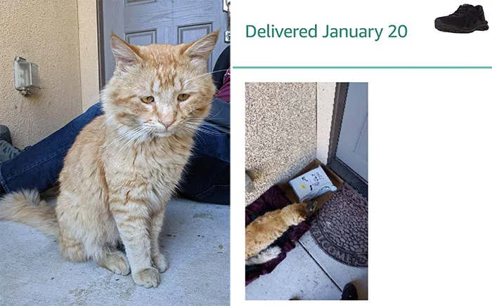 This Precious Baby Showed Up Several Days Ago And Seems To Be Trying To Adopt Us Hard