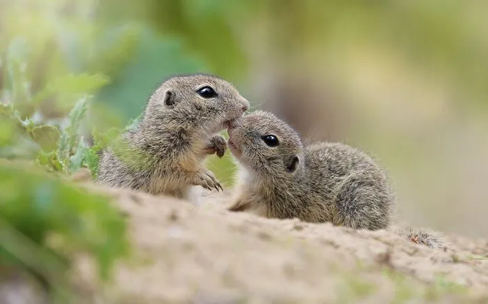 Award-Winning Photographer's Work Shows What Happens In Nature When The Animals Are Alone And At Peace (30 New Pics)
