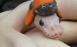 Turns Out, Hats On Snakes Are A Thing And There’s A Community Celebrating It (40 Pics)