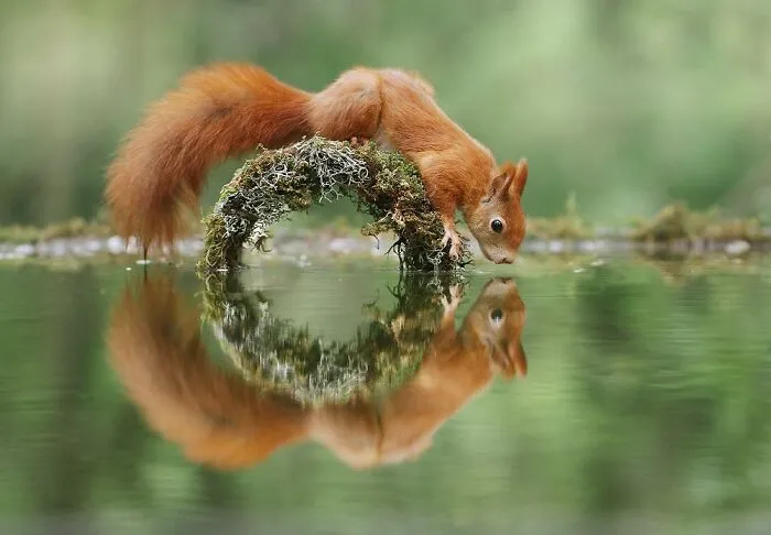 Award-Winning Photographer's Work Shows What Happens In Nature When The Animals Are Alone And At Peace (30 New Pics)