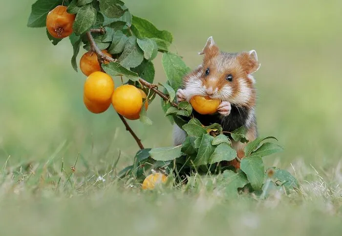 Award-Winning Photographer's Work Shows What Happens In Nature When The Animals Are Alone And At Peace (30 New Pics)