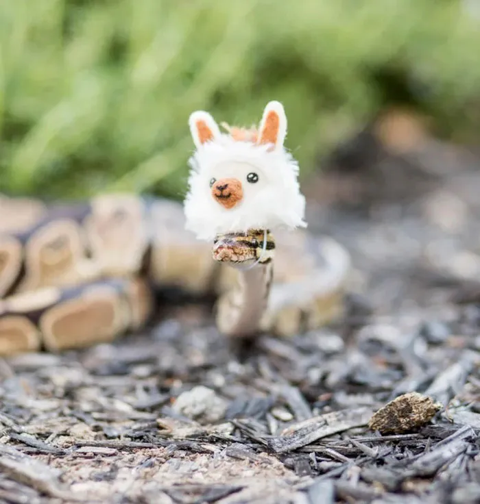  "No Probllama With This Noodle"
