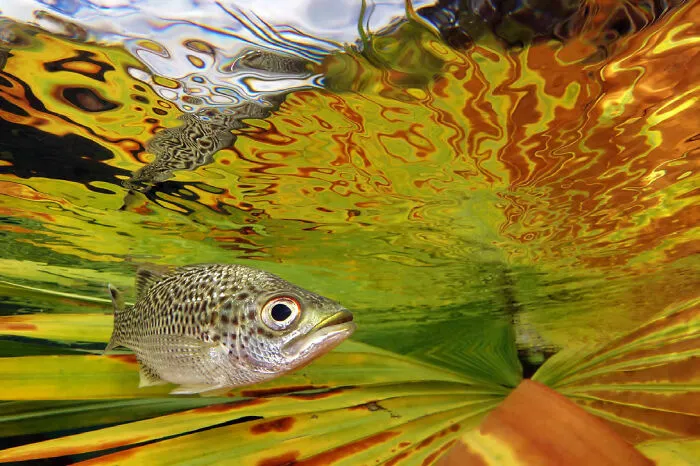‘Doule Near The Surface’ By Jack Berthomier (New Caledonia), 1st Place In 'Compacts'