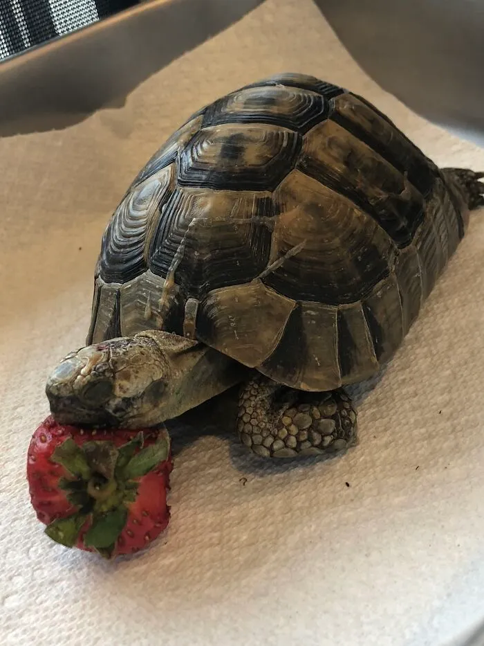 Olivia Dear Napping On A Strawberry