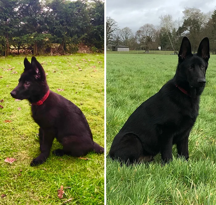 Cooper - Finally Grew Into His Ears!