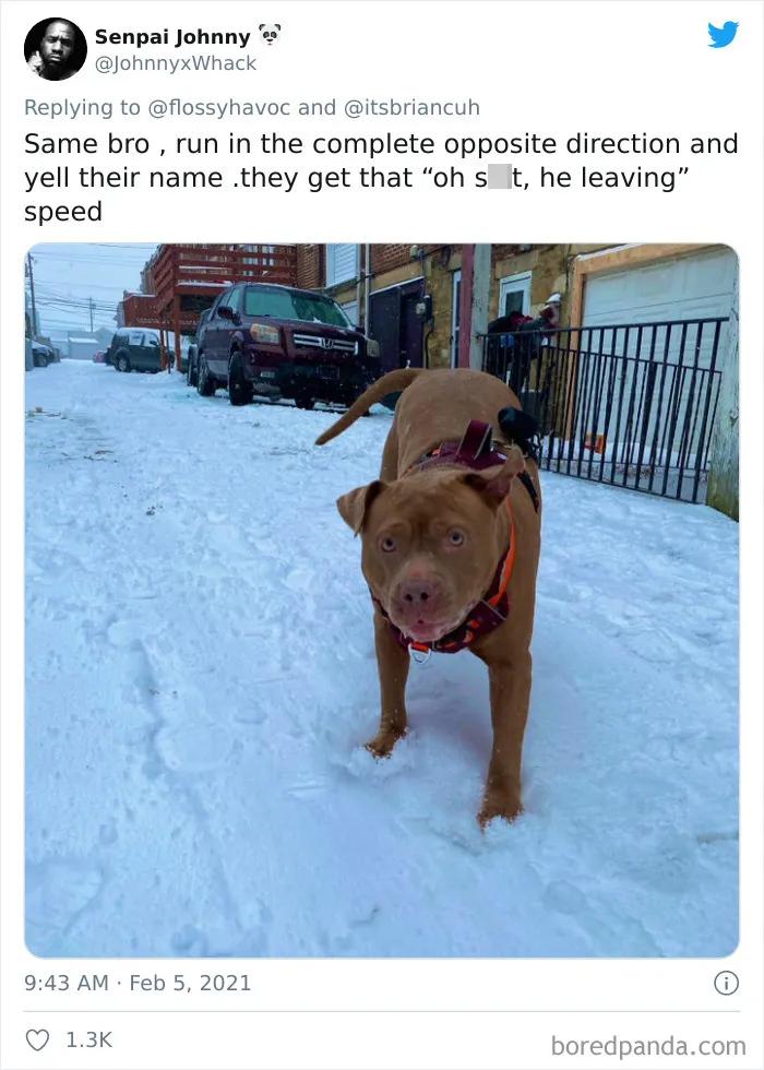Frustrated Owners Share Stories About How Hard It Is To Catch A Dog Once It Runs Away (30 Pics)