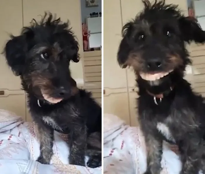 Dog Steals Dentures
