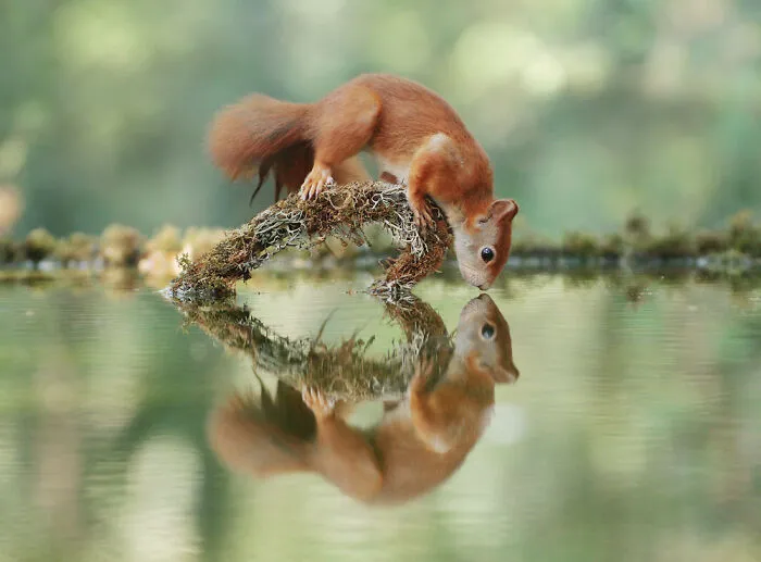 Award-Winning Photographer's Work Shows What Happens In Nature When The Animals Are Alone And At Peace (30 New Pics)