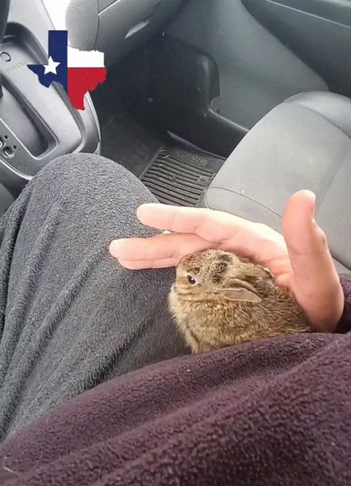 En Texas están resguardando a todo tipo de animales para protegerlos de la ola de frío (19 fotos)