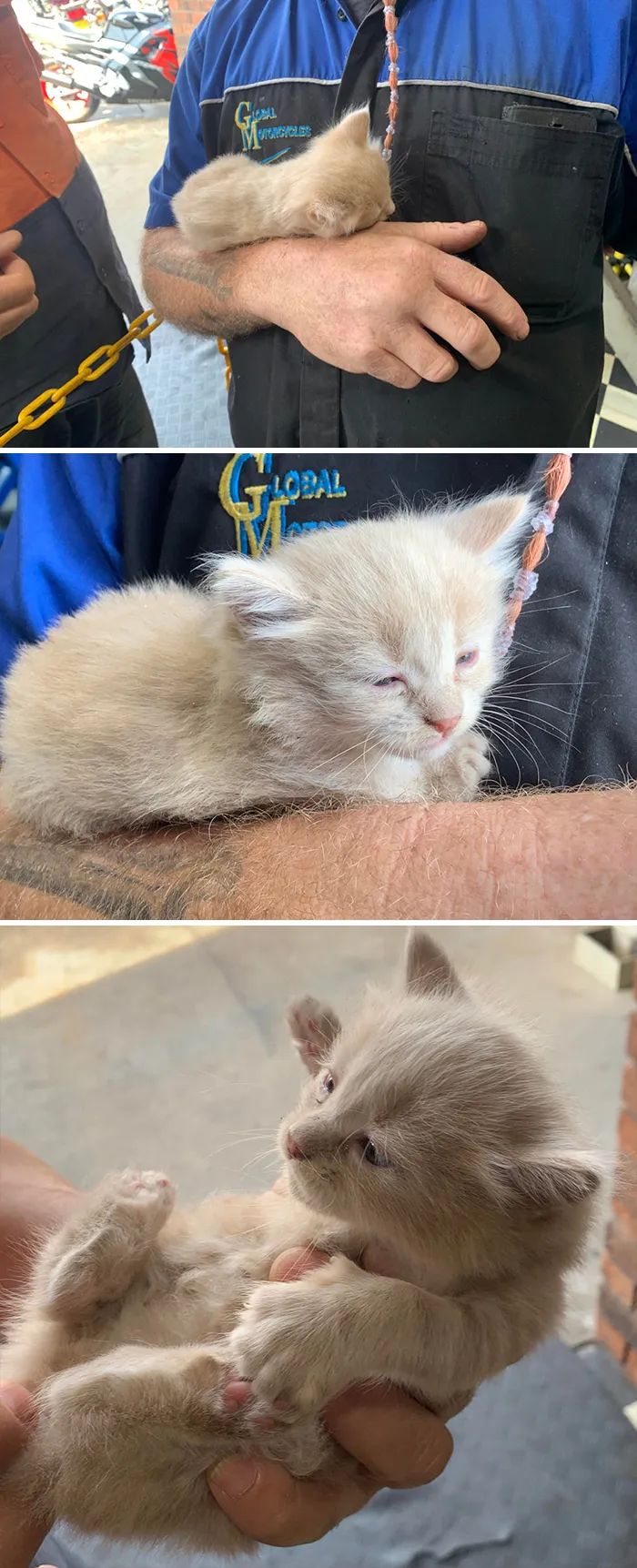 No es que entrara sino que más bien nació en la tienda... Stray dejó un charco de gatitos en nuestro patio lateral hace un año. El vecino se llevó este a casa y el jefe se llevó otro