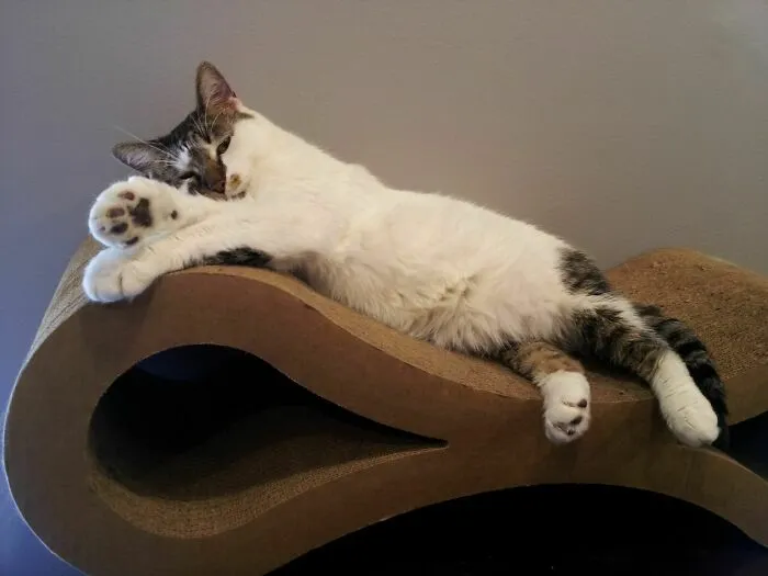 No One Lounges Like My Bowie.