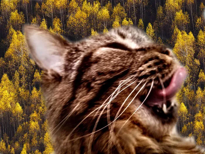 Raaaaaawr