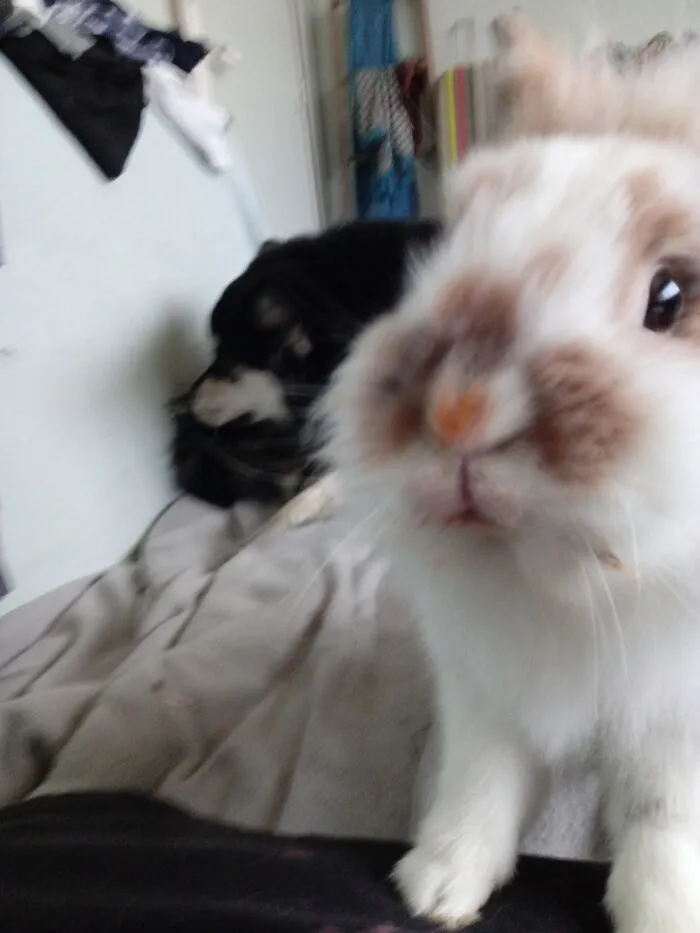 I Am A Dad? Yes! He's Licking Himself But He His My Dog! The One Who Had A Carrott