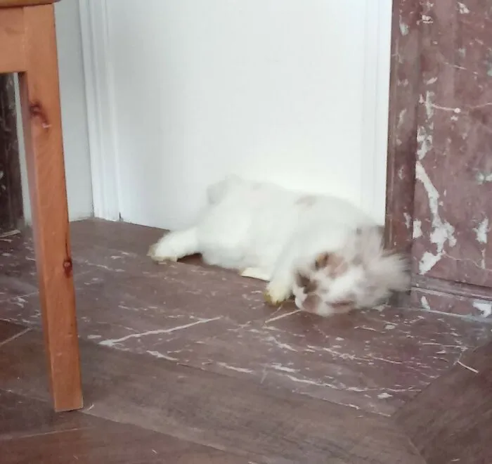 The Good Old "I'm Dead" Rabbit Prank, Very Funny...