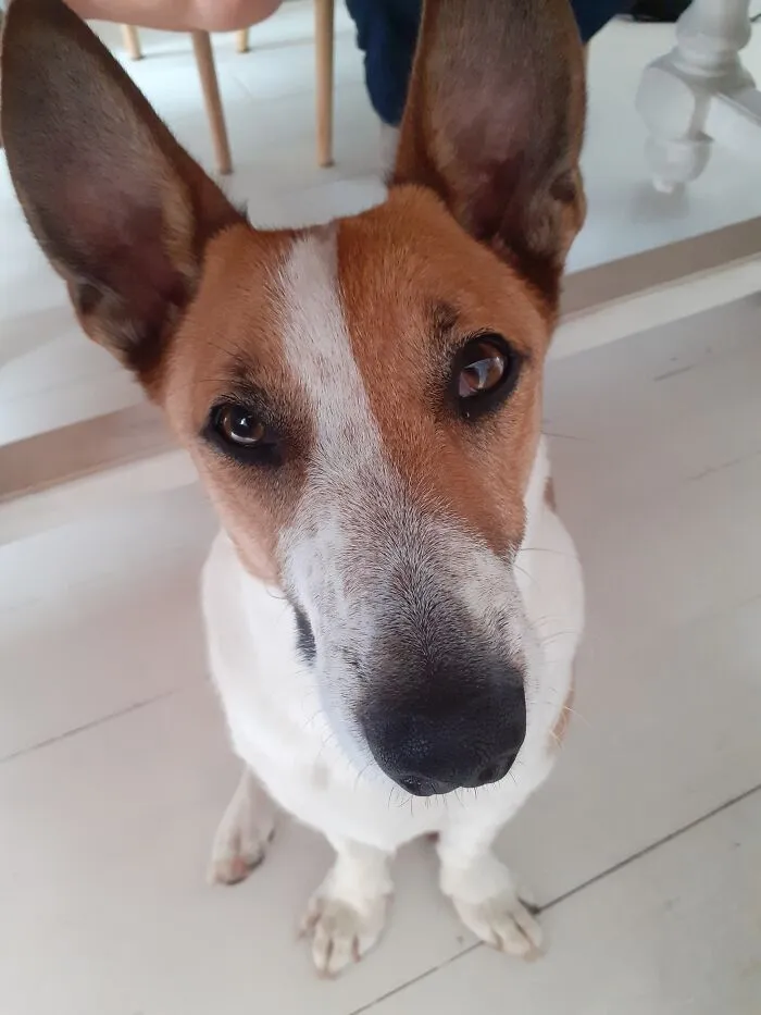 Otis