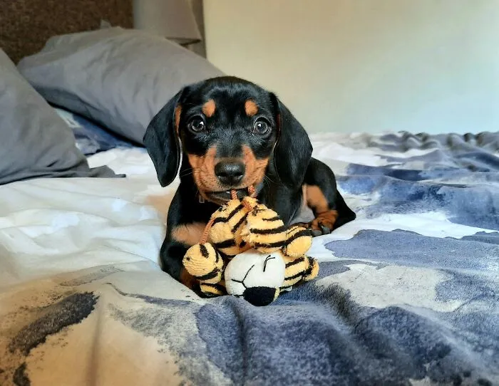 Little Noodle