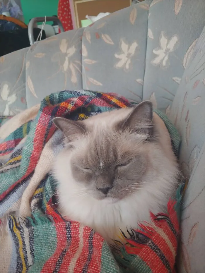 Draw My Beautiful Boy Cat Sumo.