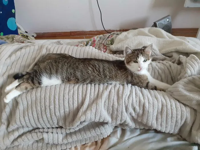 Longcat