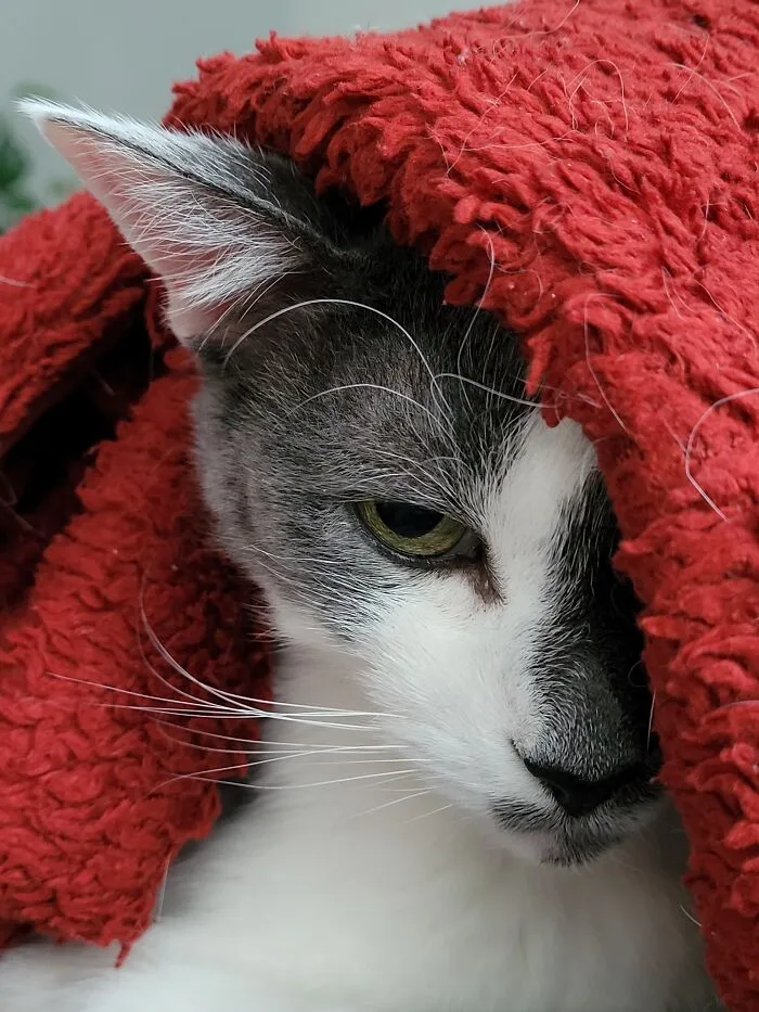 Oliver Under Wraps