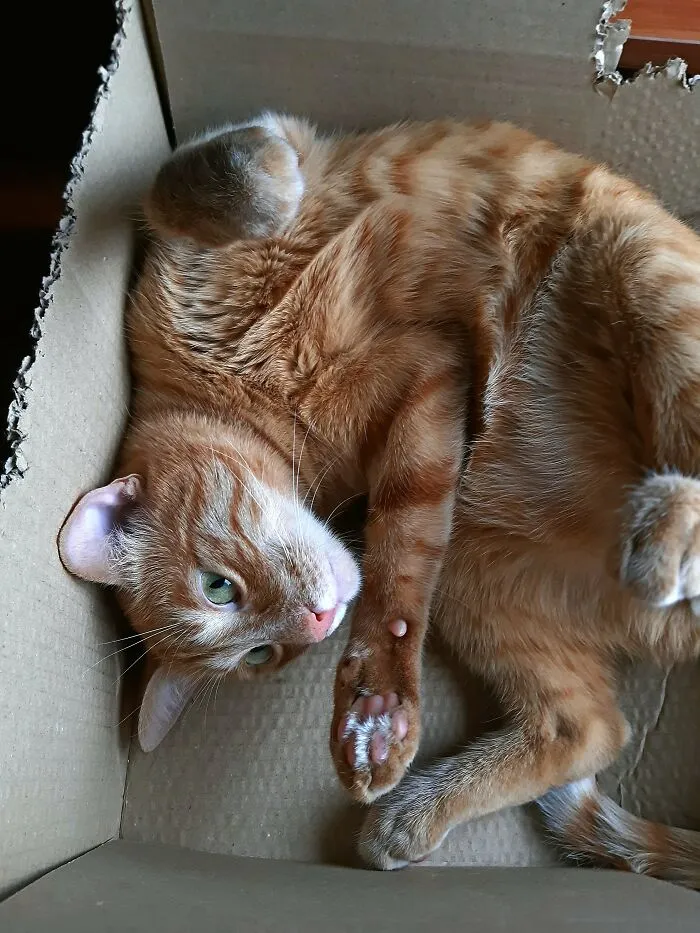 Very Comfy, Very Tasty :)