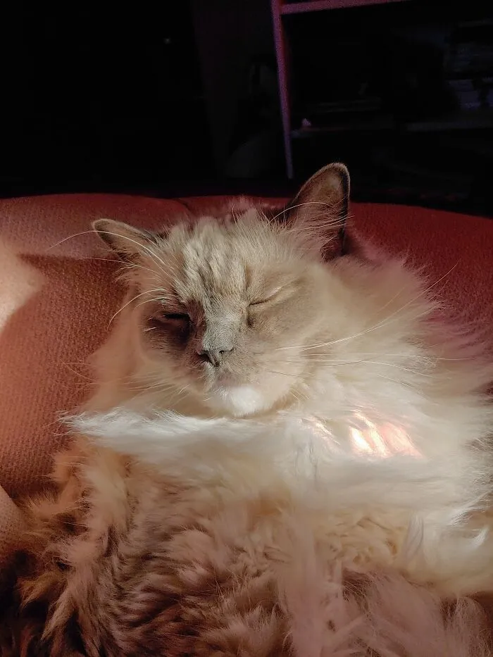 My Beautiful Cat Sumo.