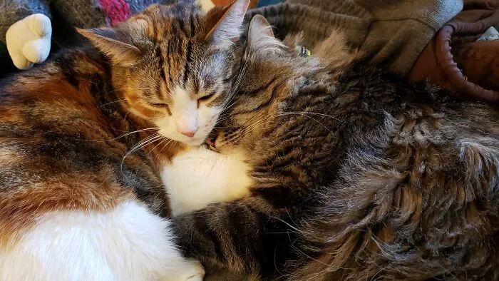 Cat Cuddles