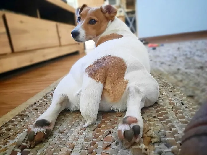 Hi