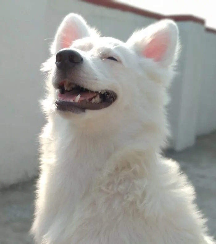 Shiro