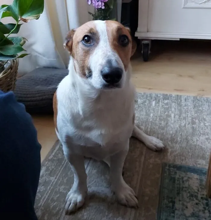 His Ears Are Gone!