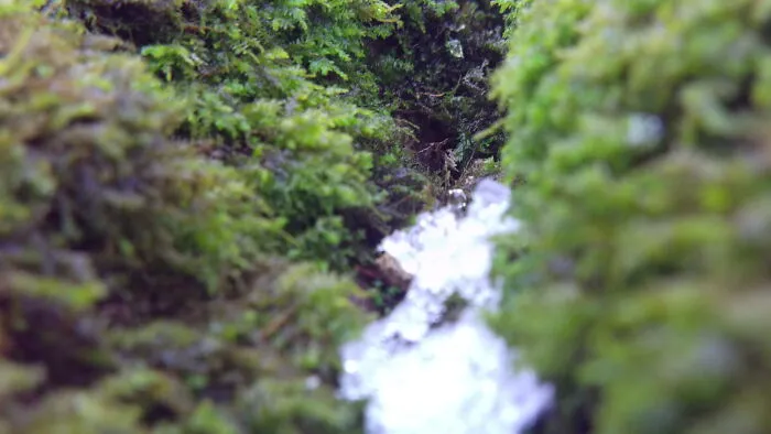 Snowed On Moss In My Yard