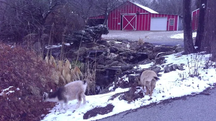 Just My Side Yard