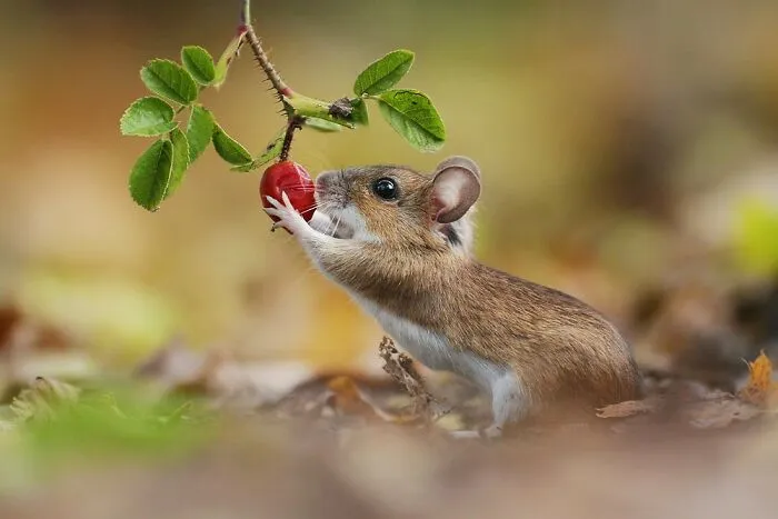 Award-Winning Photographer's Work Shows What Happens In Nature When The Animals Are Alone And At Peace (30 New Pics)