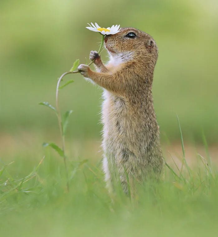 Award-Winning Photographer's Work Shows What Happens In Nature When The Animals Are Alone And At Peace (30 New Pics)