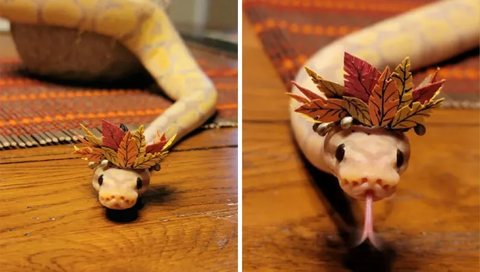  "I Hope Leaf Crowns Count, With A Bonus Blelele"