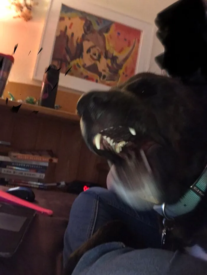 “If You Get A Cat, I Will Leave!!!”