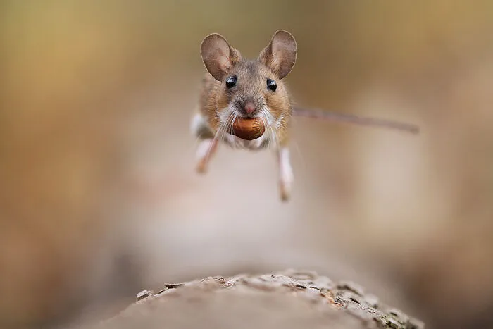 Award-Winning Photographer's Work Shows What Happens In Nature When The Animals Are Alone And At Peace (30 New Pics)
