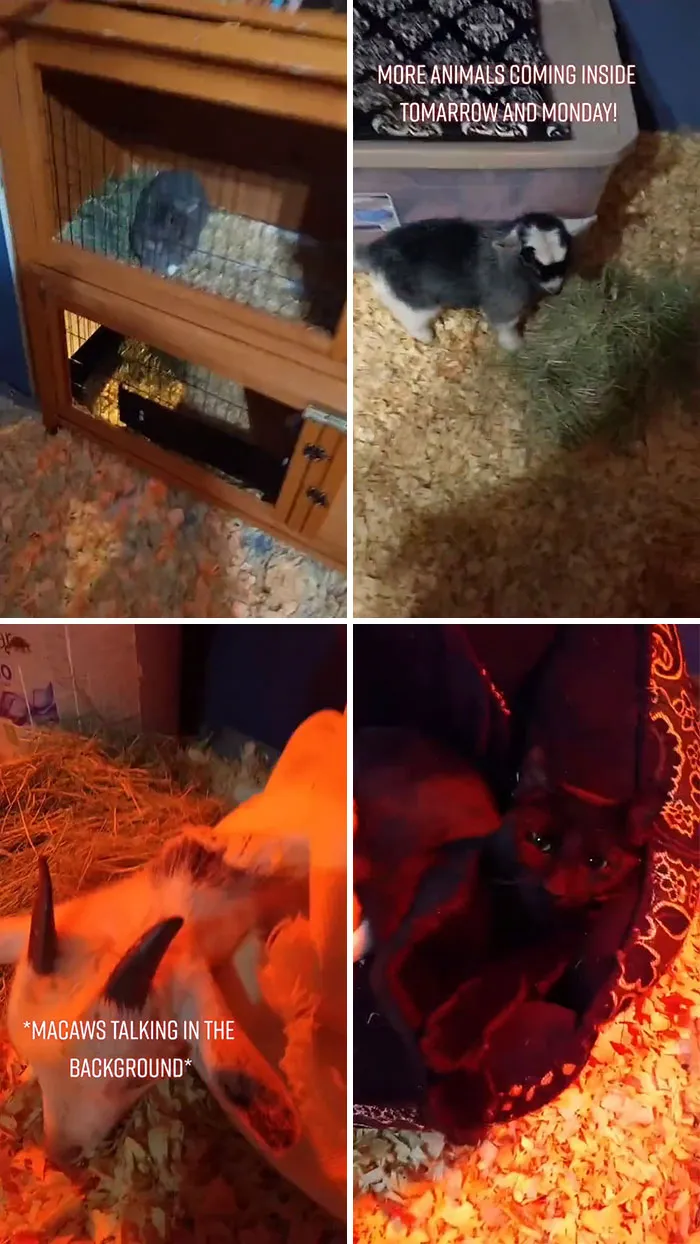 En Texas están resguardando a todo tipo de animales para protegerlos de la ola de frío (19 fotos)