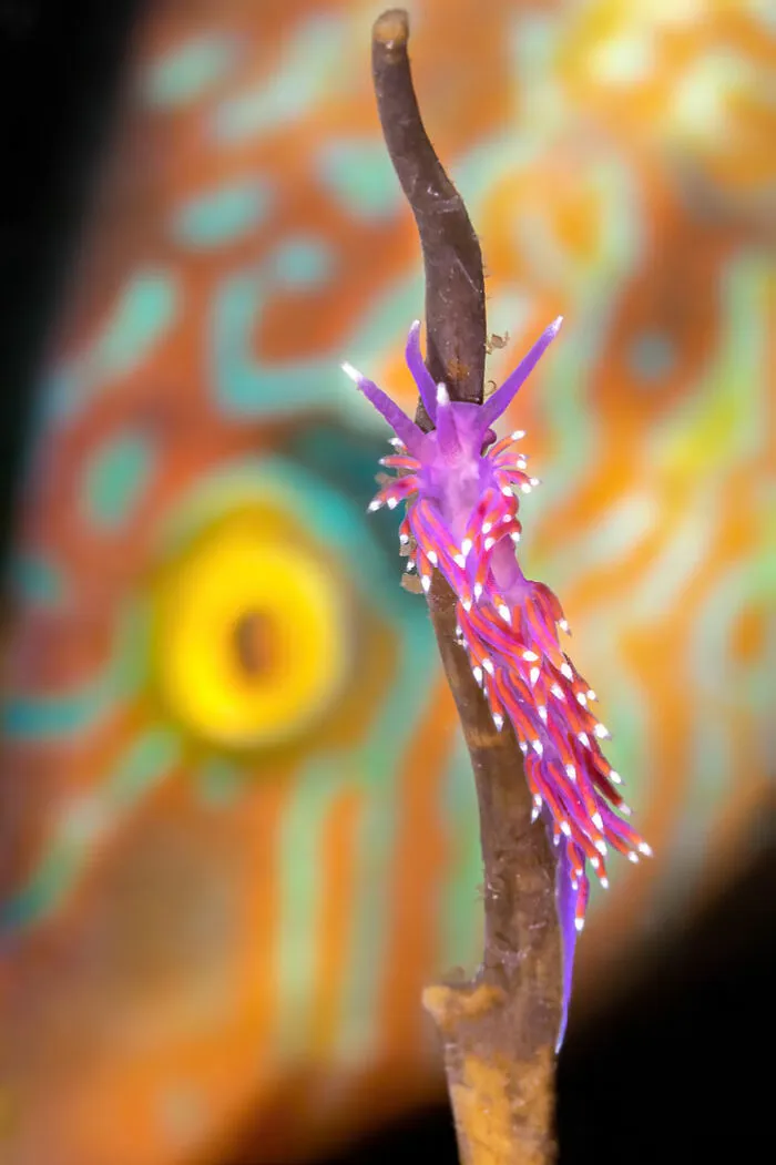 ‘Nest Buddies’ By Dan Bolt (United Kingdom), 3rd Place In 'British Waters Macro'